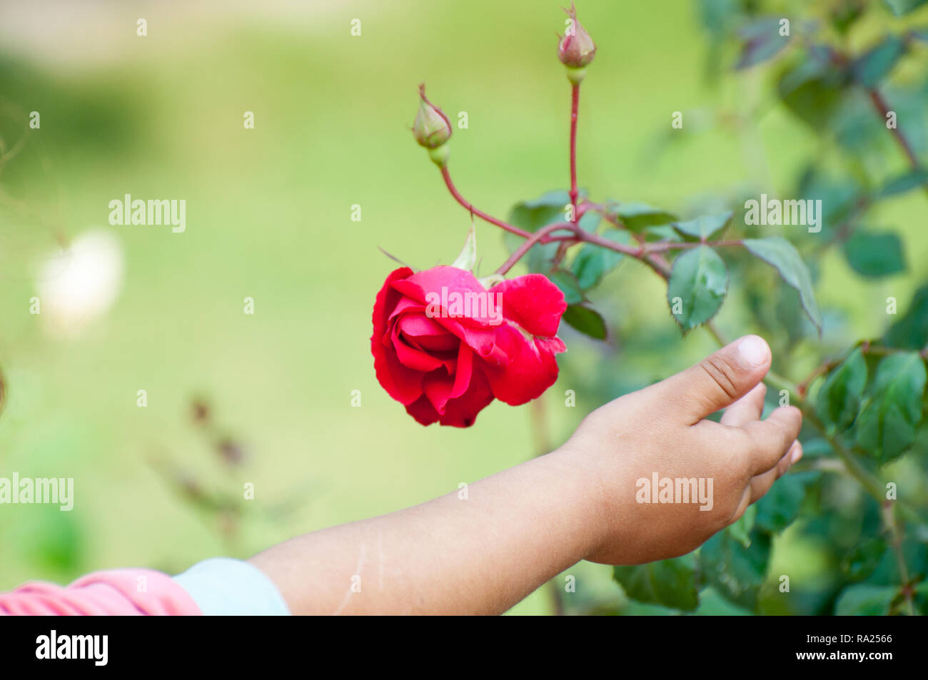 Ein Mädchen berührt die Rose Stockfoto