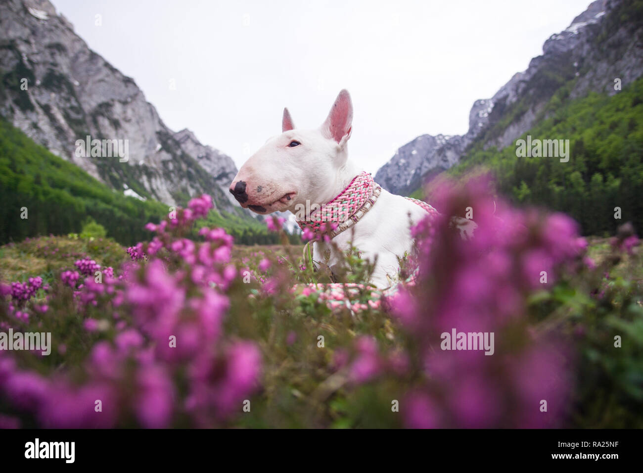Ein Hund in den Bergen. Bull Terrier mit Berge und Gipfel, Natur und Reisen mit Hund. Urlaub in Nationalpark Stockfoto