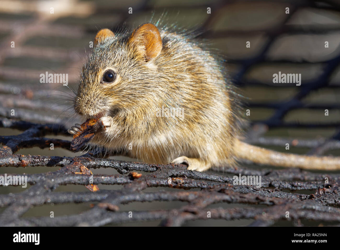 Vier gestreifte Gras Maus (Rhabdomys pumilio), auf dem Grill, Nibbeln ein Stück Fleisch vom Grill, Mountain Zebra National Park, Eastern Cape, Südafrika Stockfoto