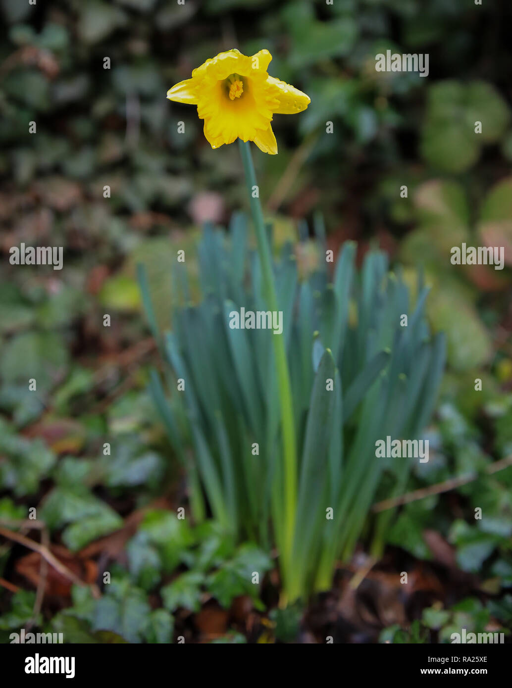 Eine Narzisse in der Blüte im Allerton Türme, Woolton, Liverpool. Der größte Teil des Landes wird zum Trocknen Wetter in das neue Jahr zu begrüßen behandelt werden, entsprechend einer Met Office Meteorologe. Stockfoto