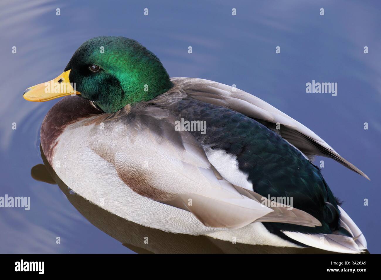 Nahaufnahme eines männlichen Stockente Ente schwimmend auf einem Teich Stockfoto