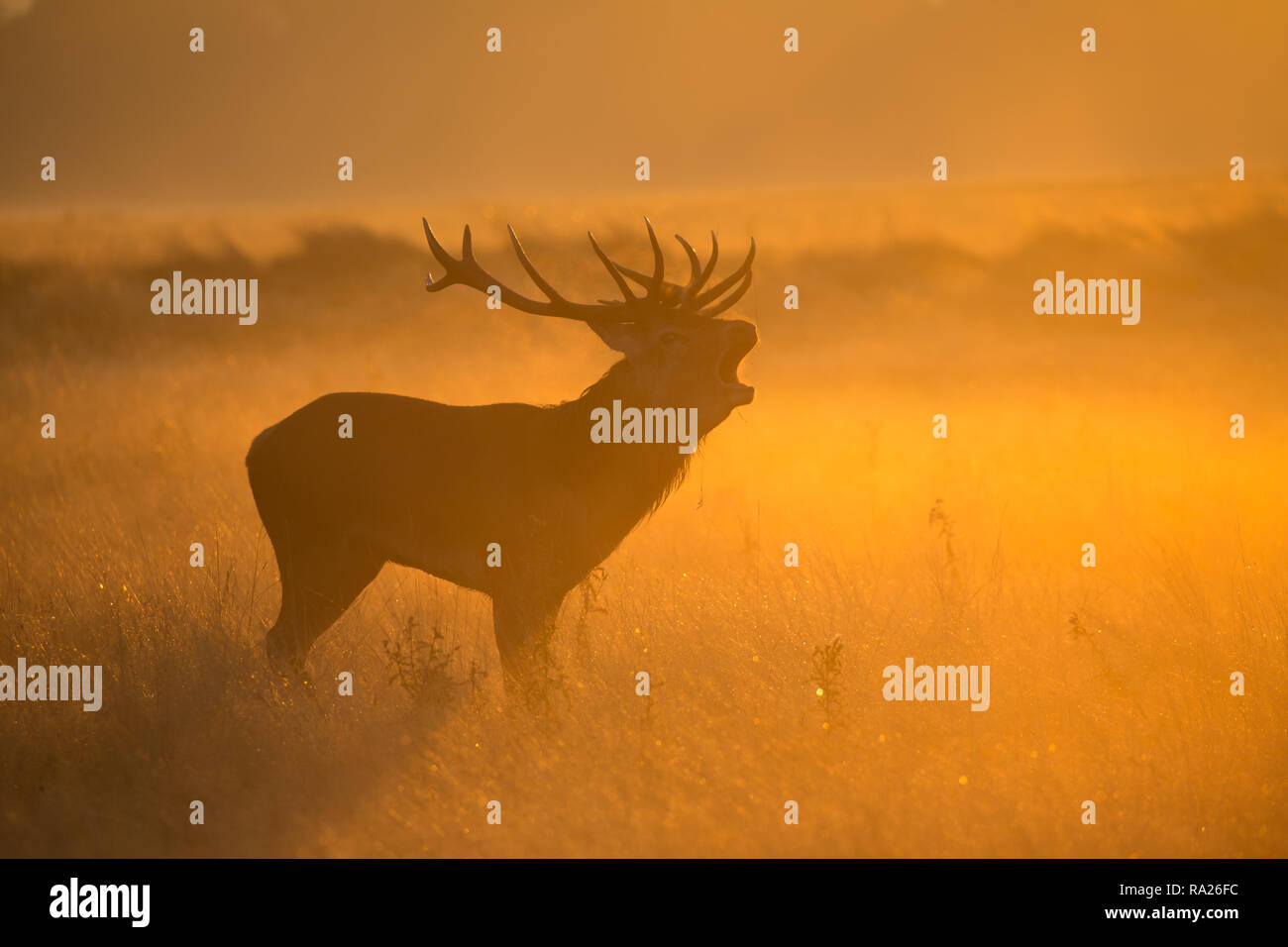 Rotwild während der Brunft im Morgenlicht im Richmond Park, London. Stockfoto