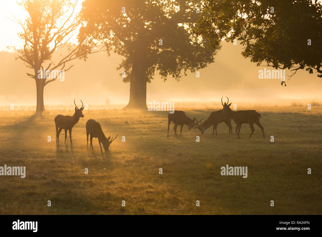 Rotwild während der Brunft im Morgenlicht im Richmond Park, London. Stockfoto