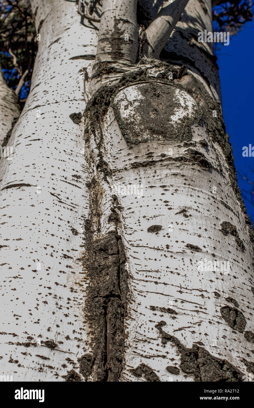 Populus tremula Espe Baum genannt, Europäische Aspen oder Beben Aspen Tree Stockfoto