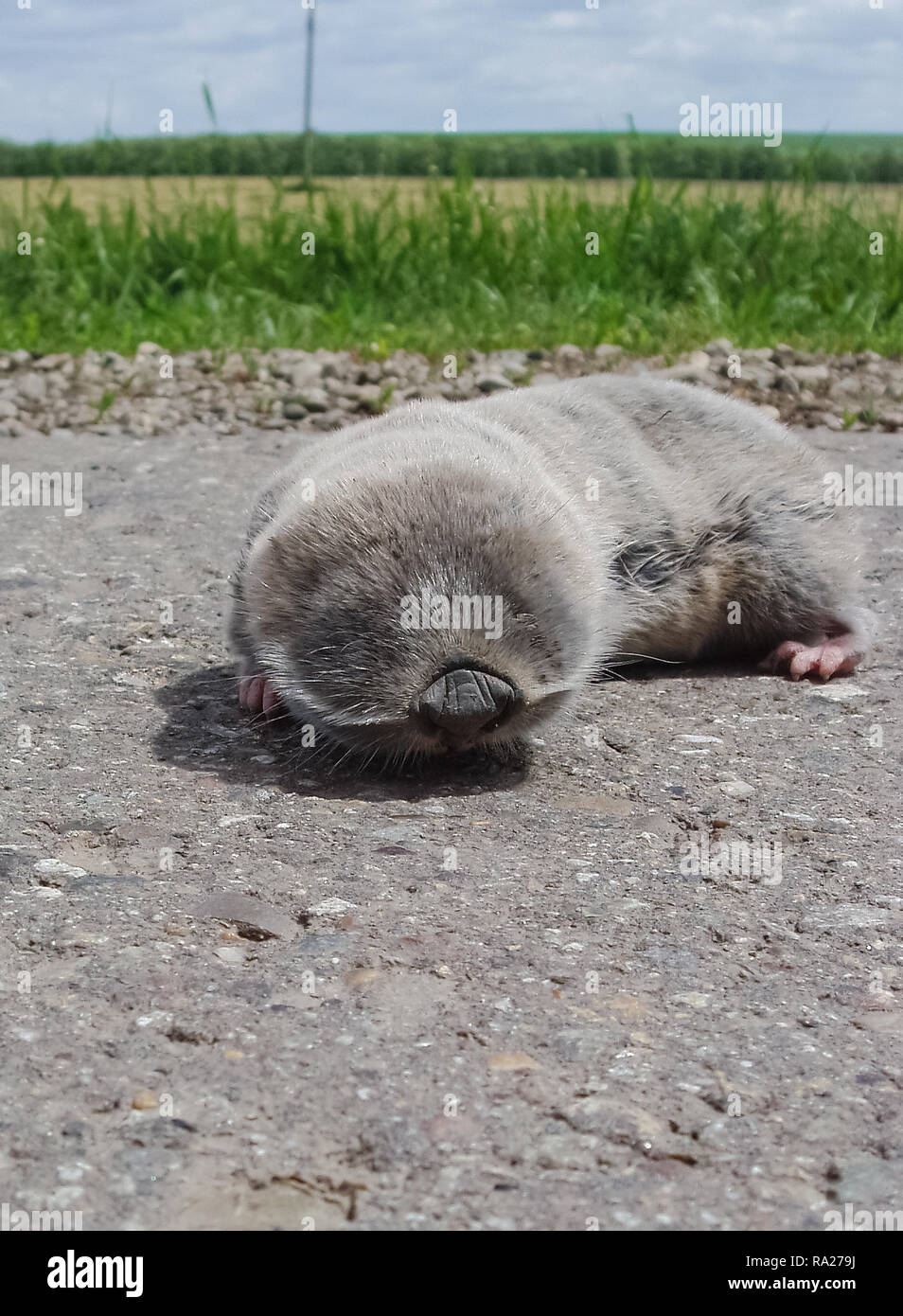 Gemeinsame Maulwurf, Ratte, u-Nagetier, landwirtschaftliche u-Pest Stockfoto