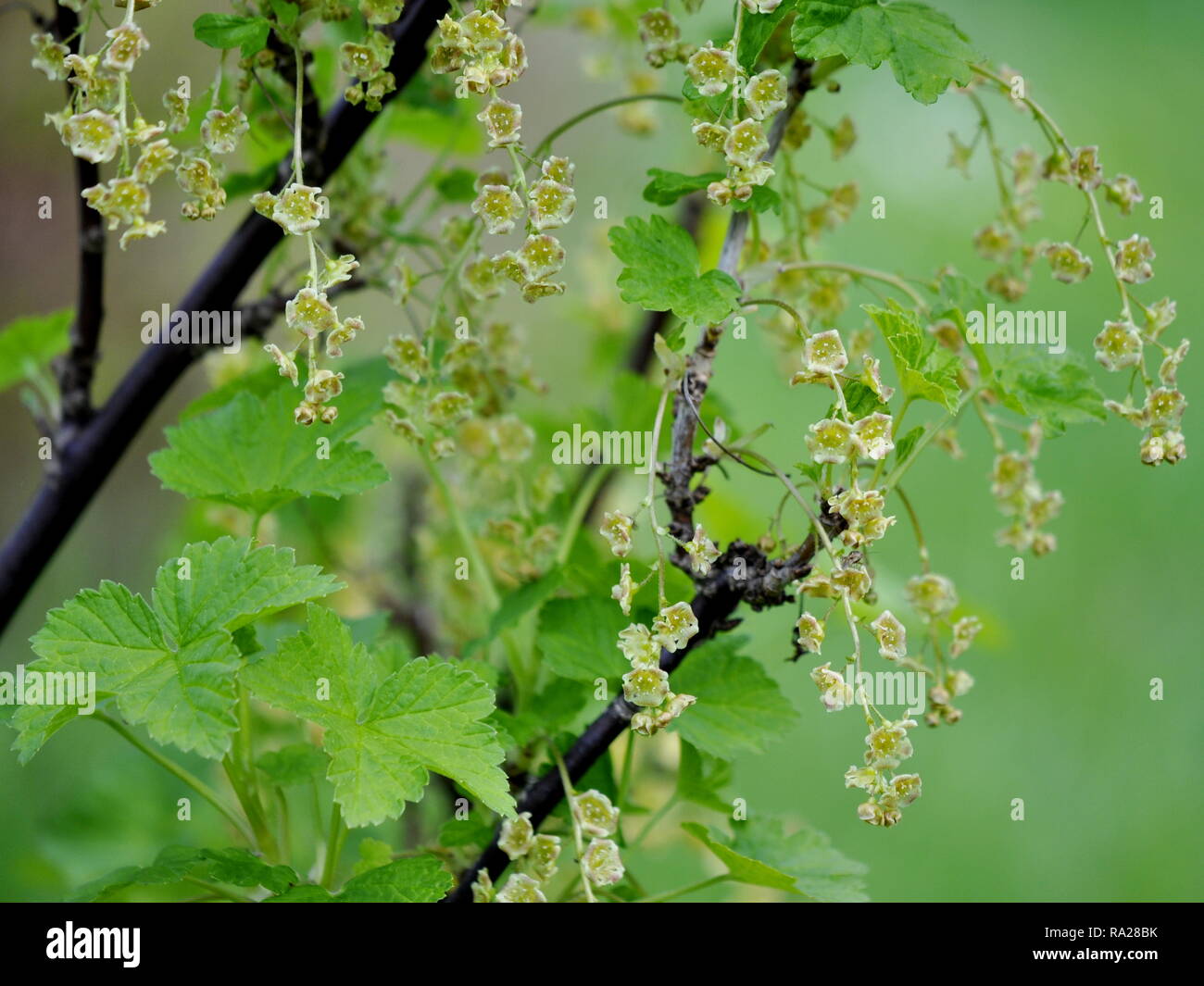 Rote Johannisbeere Sträucher Ribes rubrum mit Blumen und Laub im Frühjahr Stockfoto