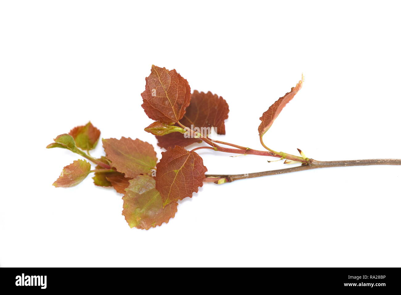 Die jungen Blätter von Aspen Tree auf weißem Hintergrund Stockfoto Die jungen Blätter von Aspen Tree auf weißem Hintergrund Stockfoto
