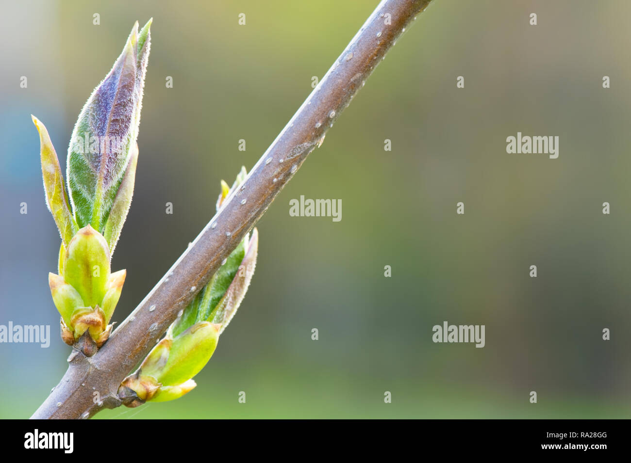 Flieder (Syringa x The President) knospende Blätter im Frühjahr. Selektiver Fokus und flache Tiefenschärfe. Stockfoto