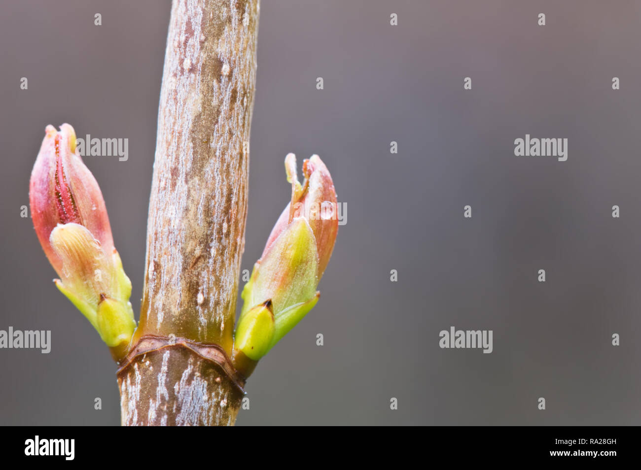 Flieder (Syringa vulgaris) Frühjahr Knospen öffnen. Selektiver Fokus und sehr geringe Tiefenschärfe. Stockfoto