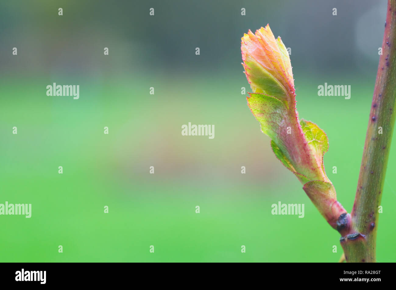 Emerging rose Leaf im Frühjahr. Selektiver Fokus und flache Tiefenschärfe. Stockfoto