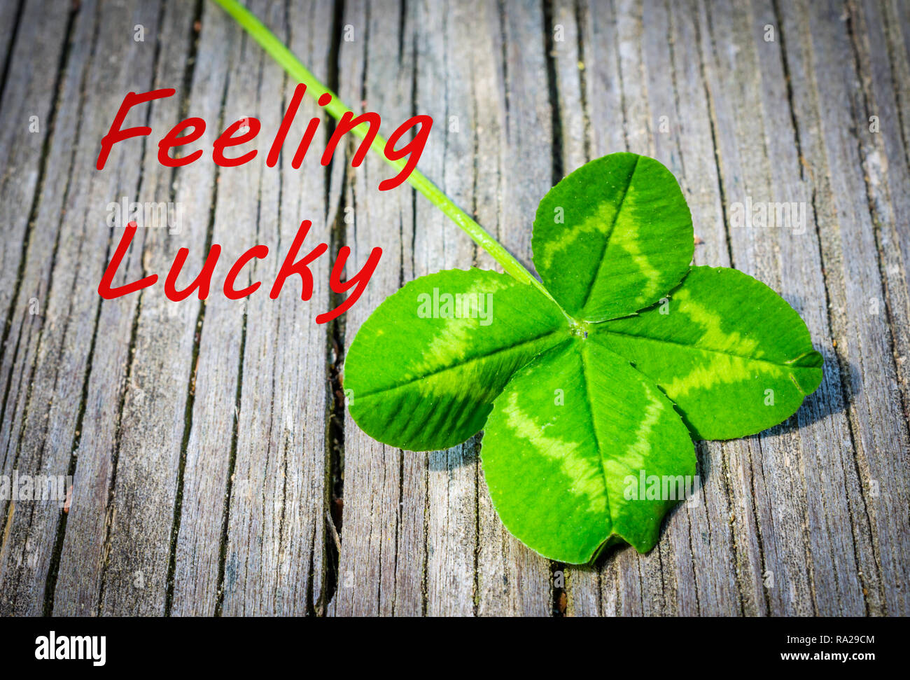 Glück Ankündigung mit echten natürlichen Four Leaf Clover. Feiern Glück und Glück mit dieser Natur inspiriert. Stockfoto