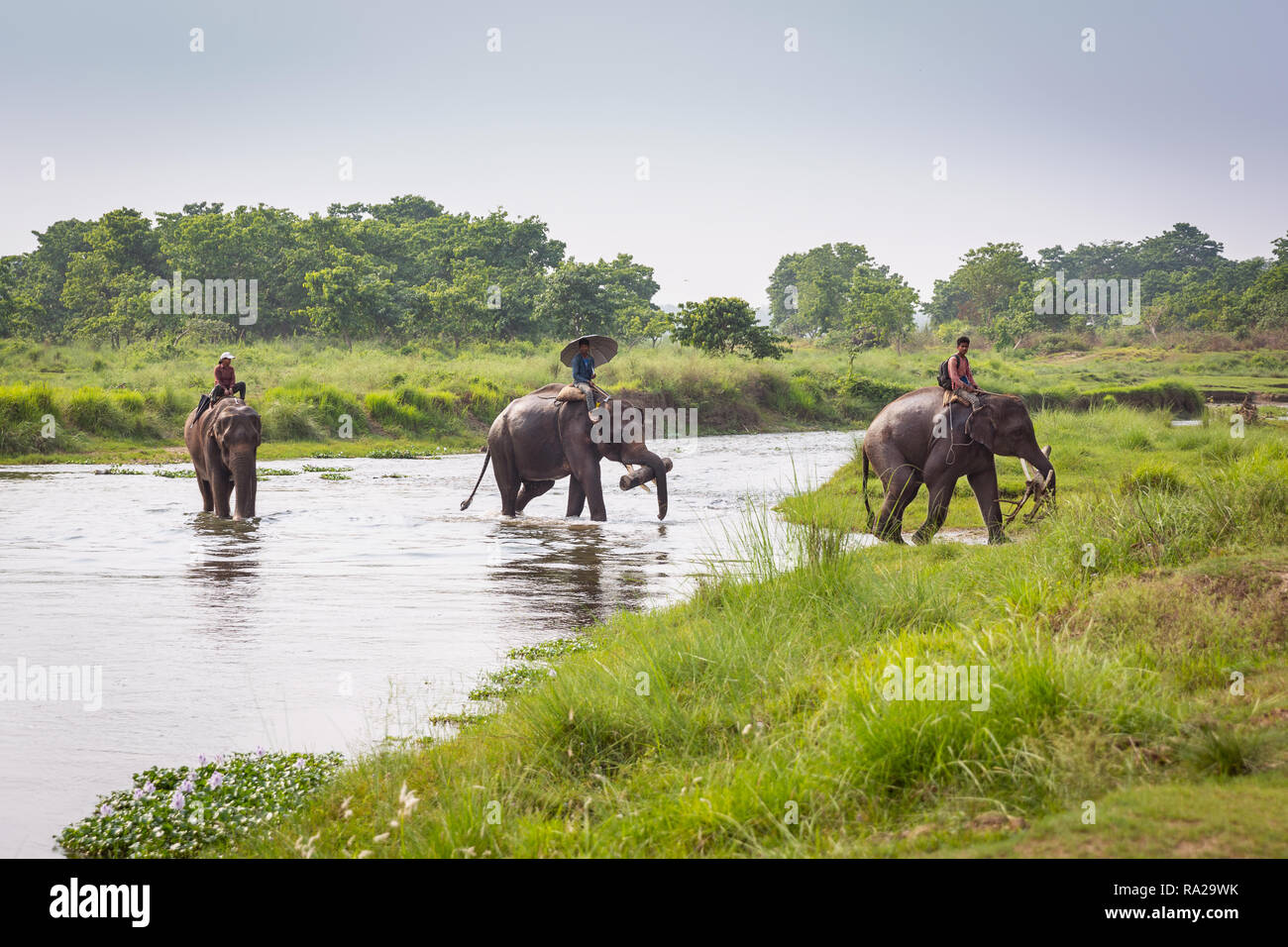 Nepali Männer reiten Asiatischen Elefanten (Elephas maximus) während die Rapti River Crossing in Chitwan Nationalpark Kasara Chitwan, Nepal, Asien Stockfoto