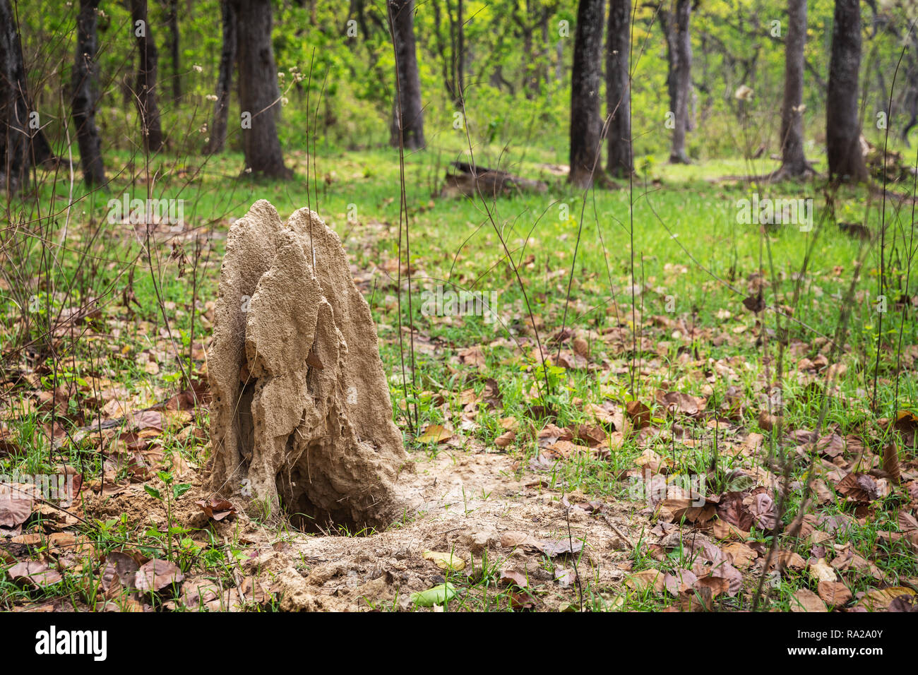 Große termite Damm in Chitwan Nationalpark Kasara Chitwan, Nepal, Asien Stockfoto