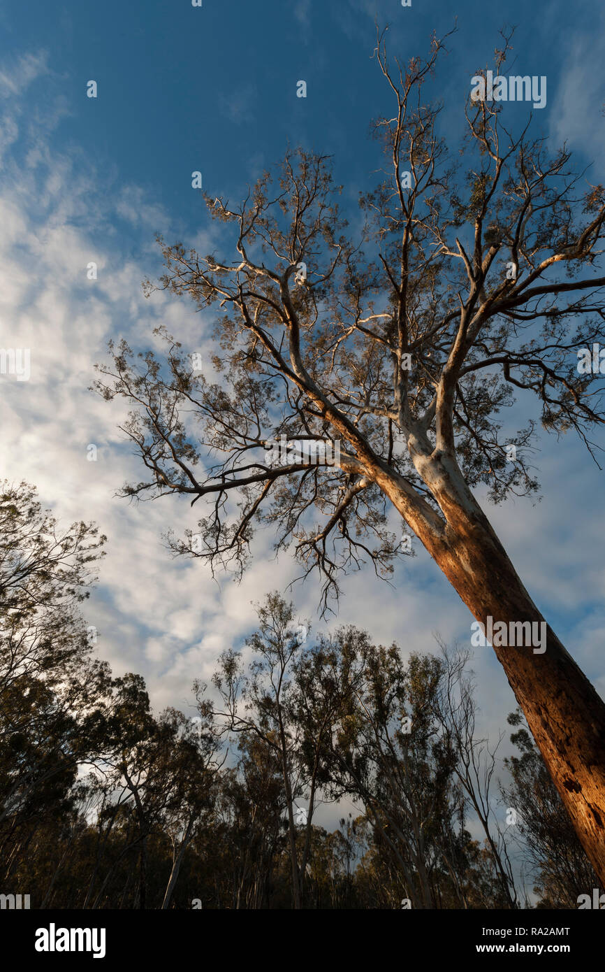 Eukalyptus wandoo wandoo Baum im Wald, die von der Basis der Trunk Avon Valley National Park Westaustralien zu Vordach suchen Stockfoto