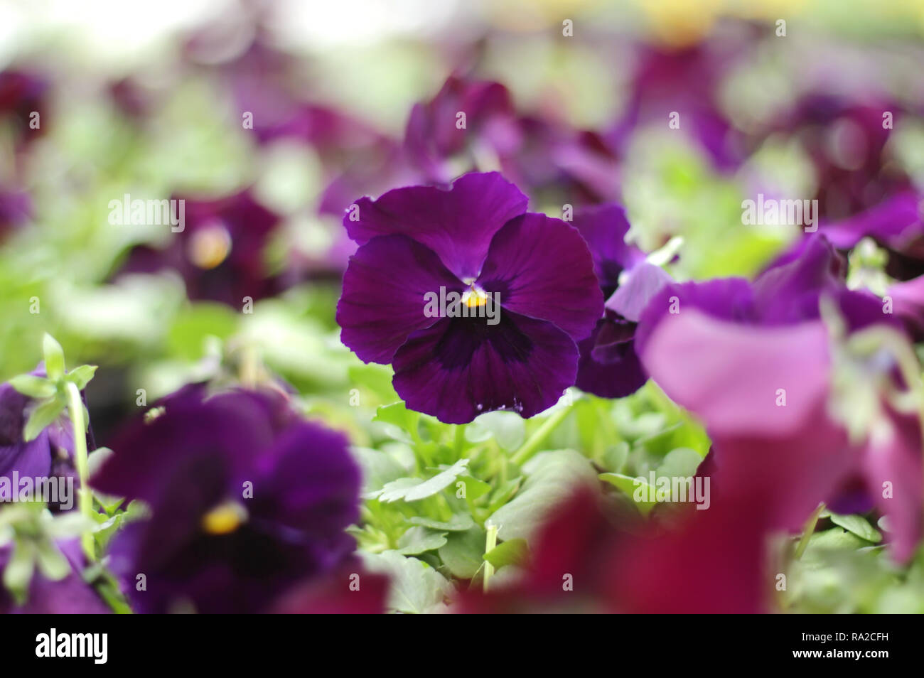 Stiefmütterchen Blumen Stockfoto