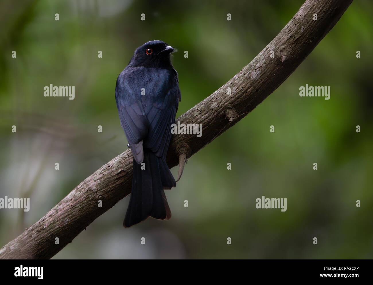 Quadratisch-tailed Drongo Stockfoto