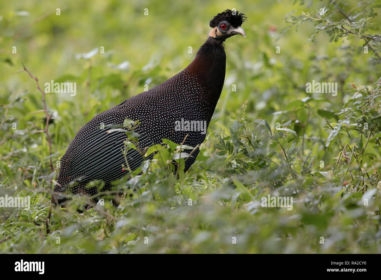 Plumed Guineafowl Stockfoto