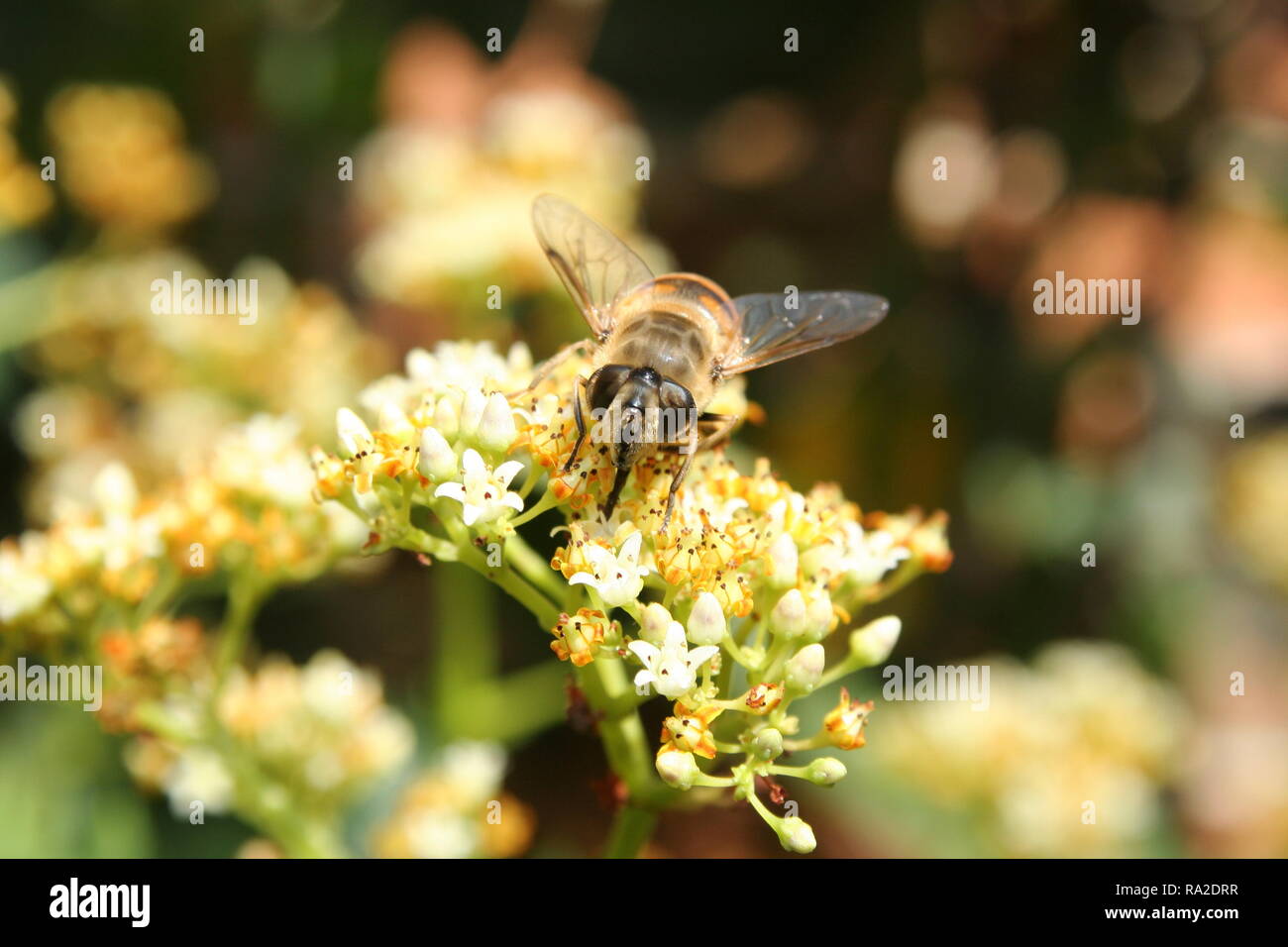 Australian Native Bee Pollen sammeln Stockfoto