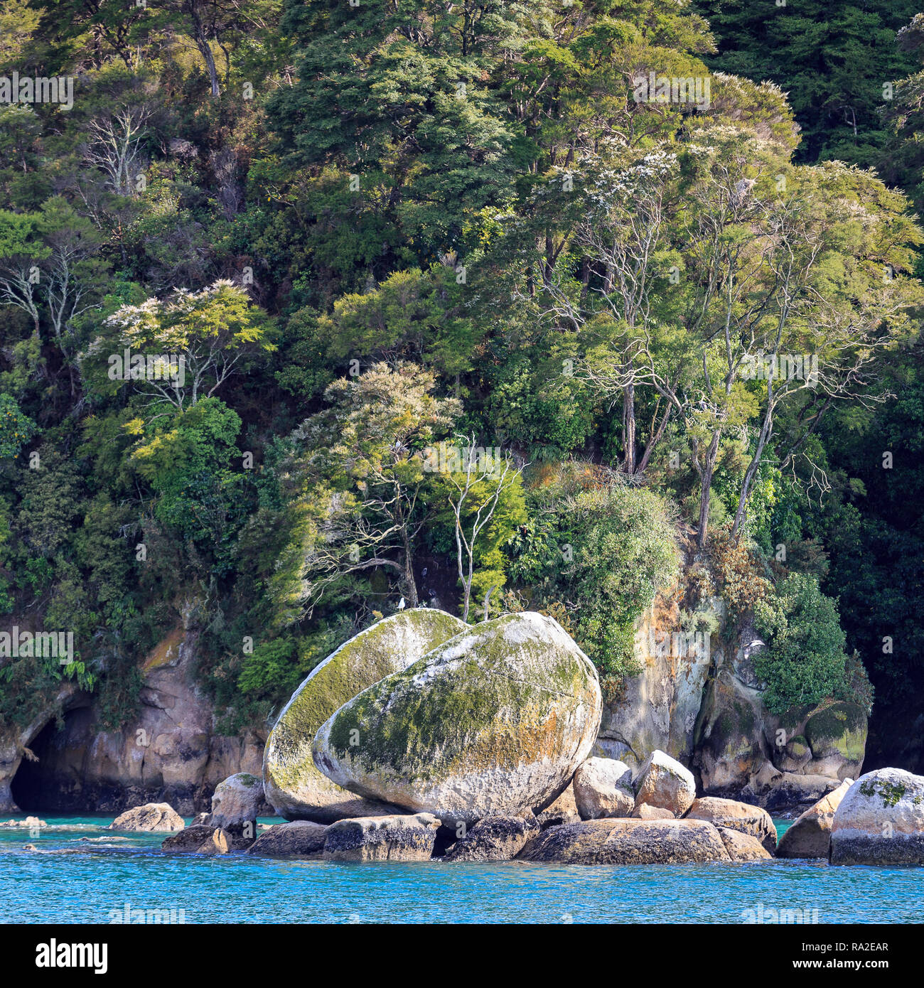 Split Apple Rock aus dem Wasser mit Höhlen und Felsen hinter gesehen, Abel Tasman National Park. Der Baum in Blume ist die kamahi (Weinmannia rac Stockfoto