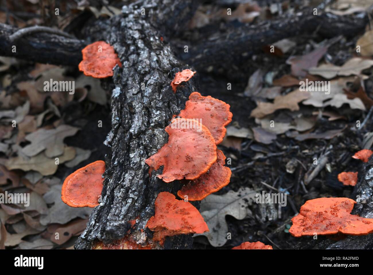 In der Nähe von orange Pilze auf einen umgestürzten Baum inmitten braune Blätter Stockfoto