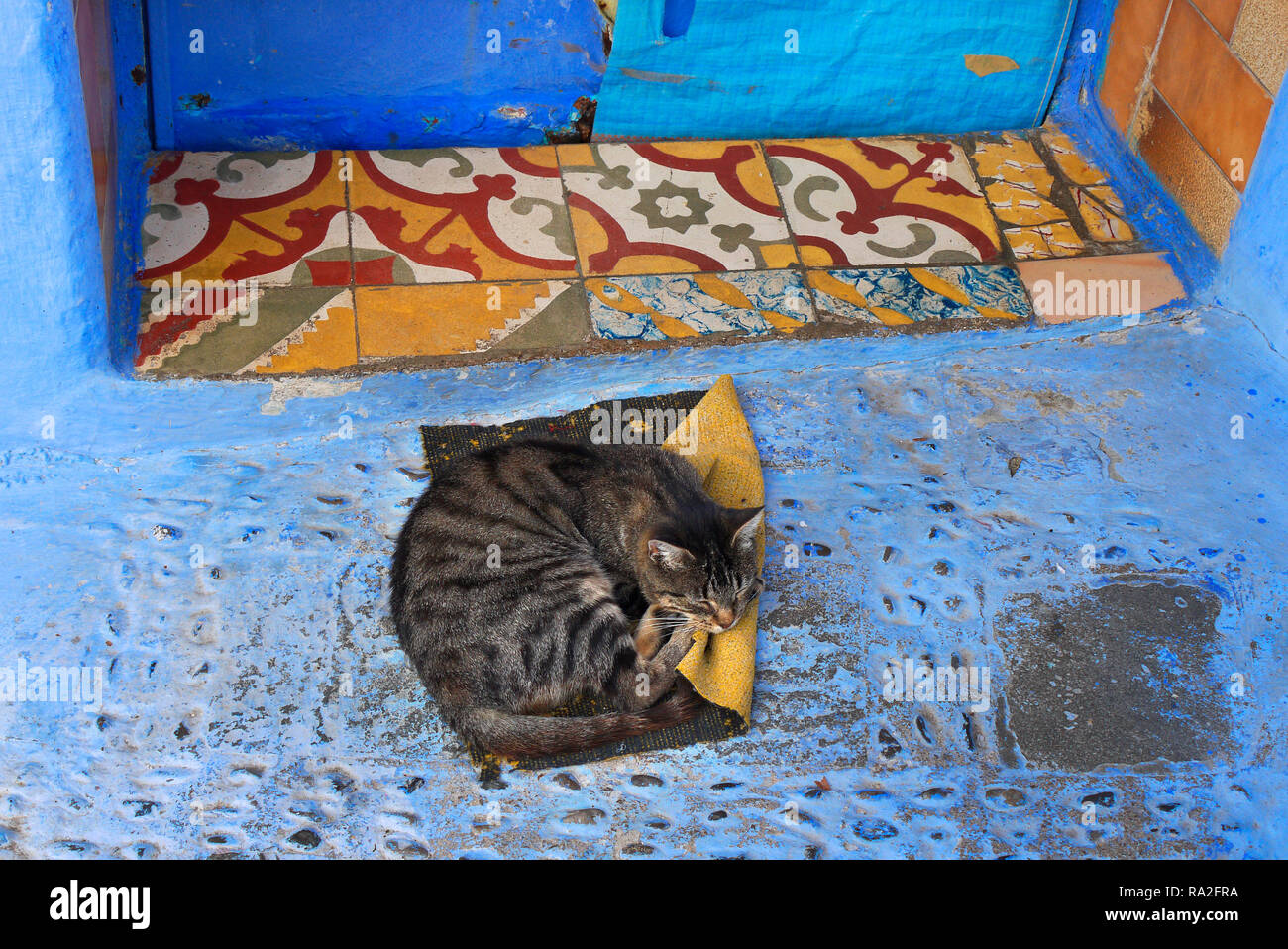 Eine Katze schlafen in Chefchaouen, Marokko die blaue Stadt. Stockfoto