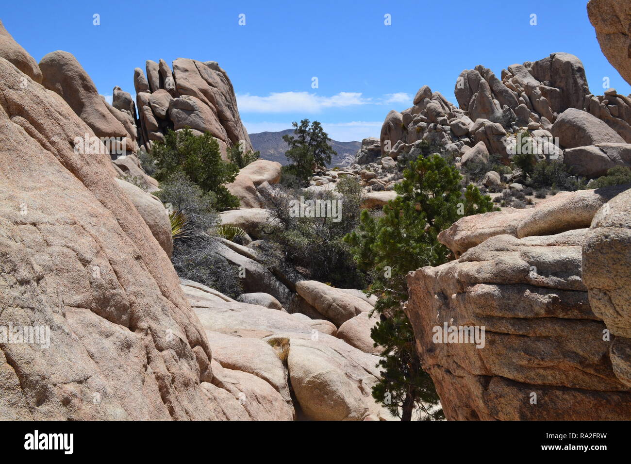 Monzogranite rock Piles, yuccapalmen und Joshua Bäume an einem heissen Sommertag in der Joshua Tree National Park, 4. Juli 2018 Stockfoto