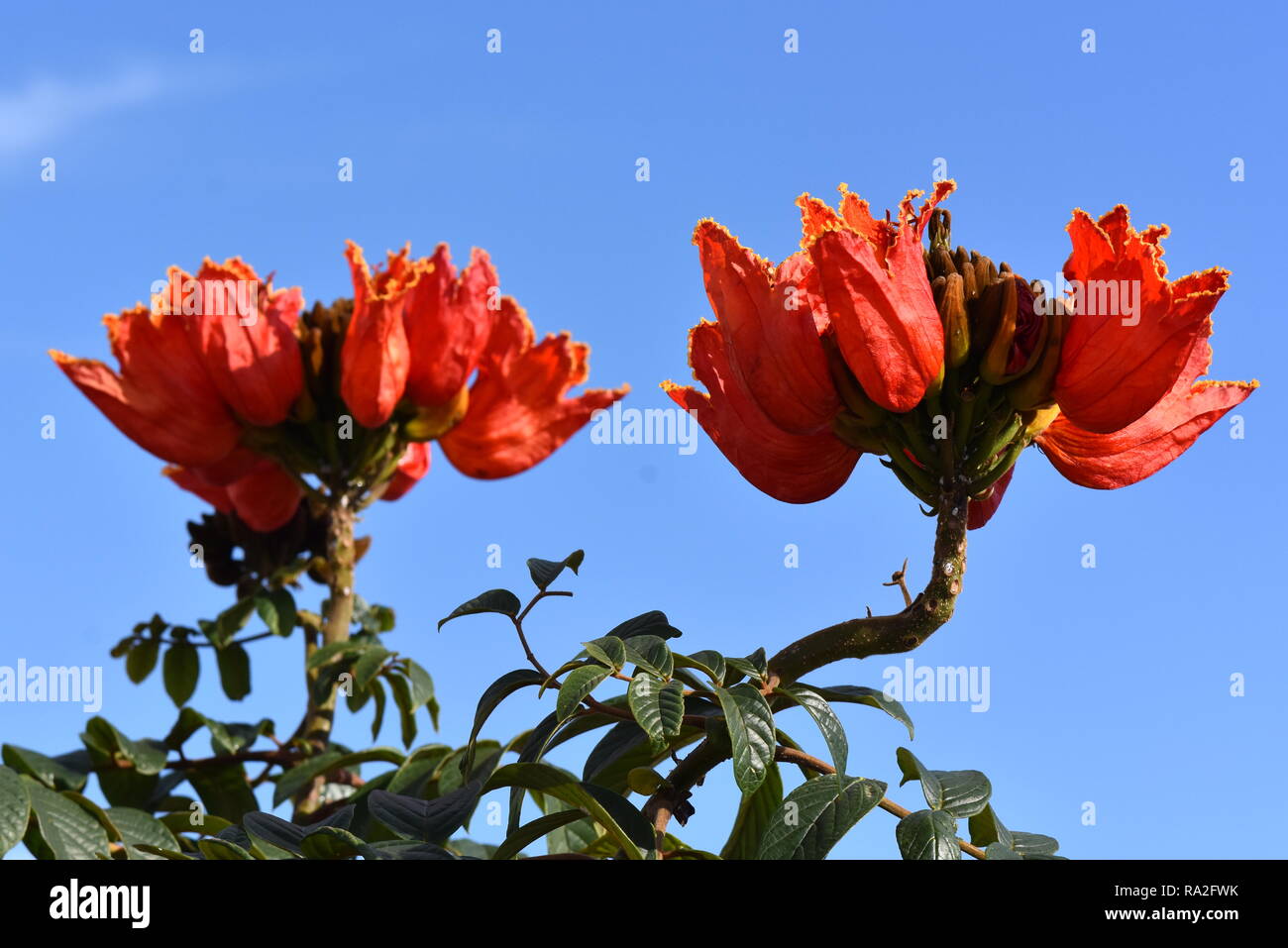 Rote Blumen auf eine Afrikanische Tulpenbaum Spathodea campanulata Stockfoto