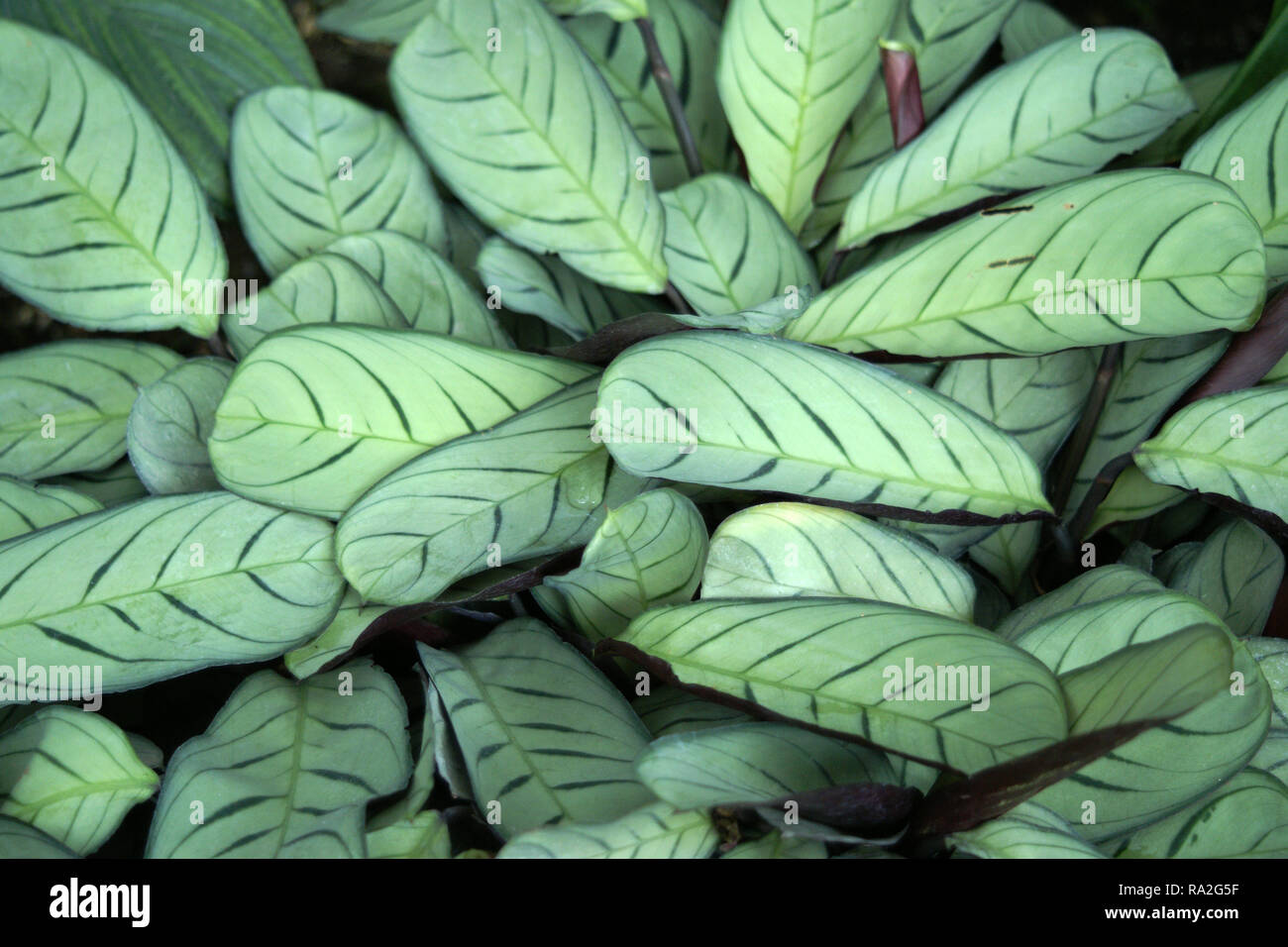 Calathea burle - Amagris marxii'' Stockfoto