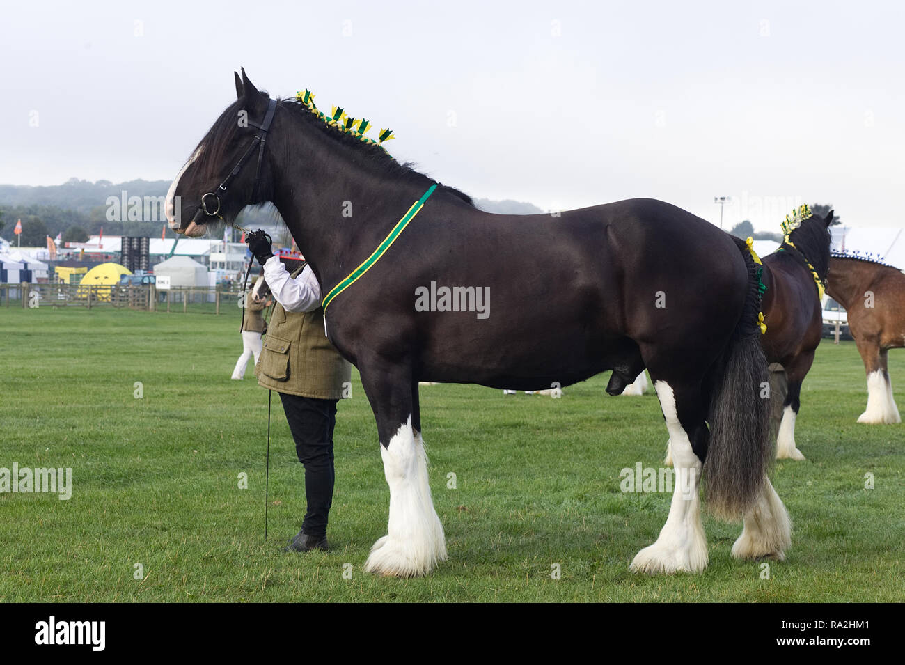 Shire Horse auf dem Showground gewinnt Best in Show Stockfoto