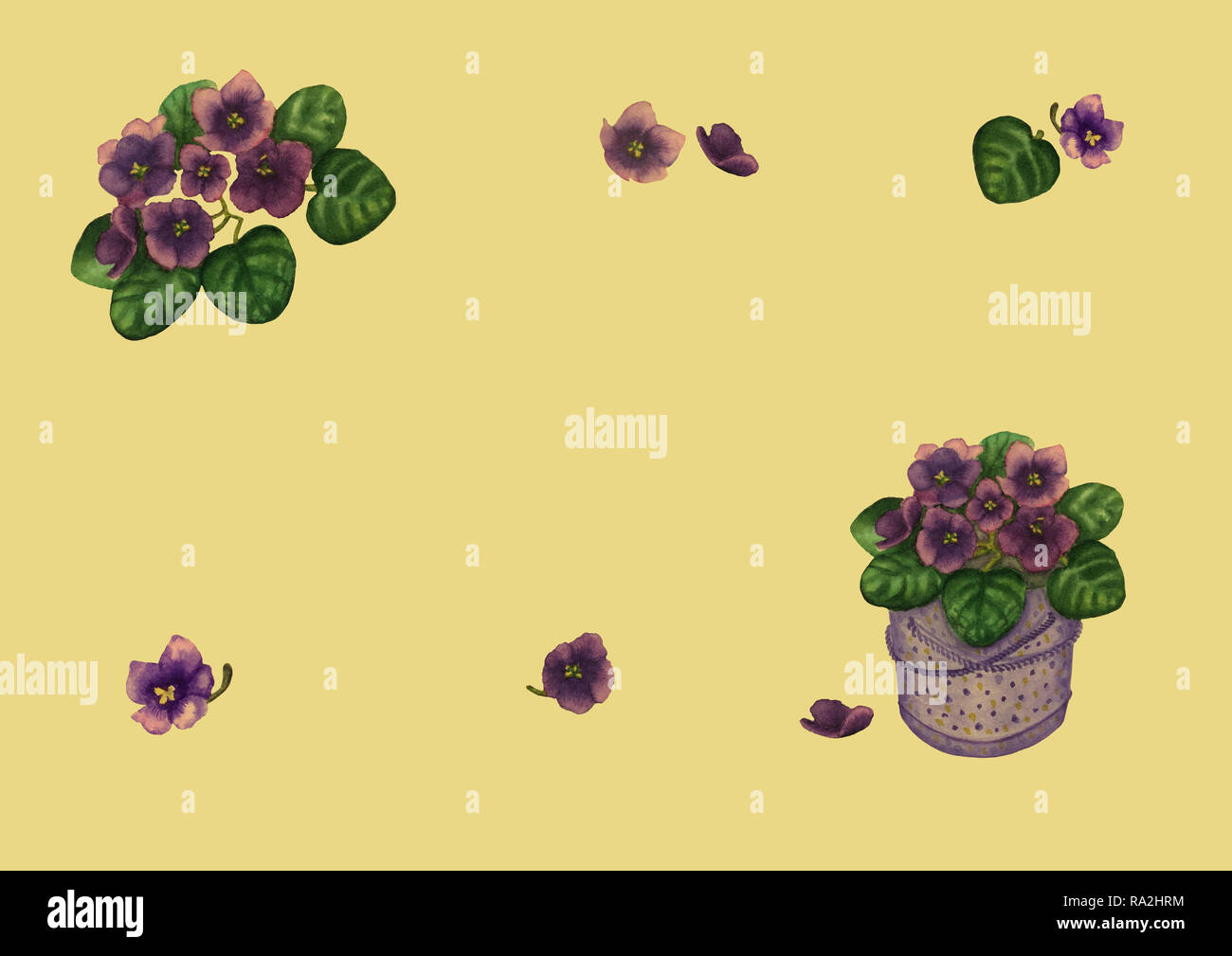 Hand gezeichnet Aquarell frame von Veilchen viola Blumen und Blätter in  Geschenkbeutel eingestellt. Vintage botanischen Abbildung von Lila Viola  Pflanze isoliert auf der y Stockfotografie - Alamy