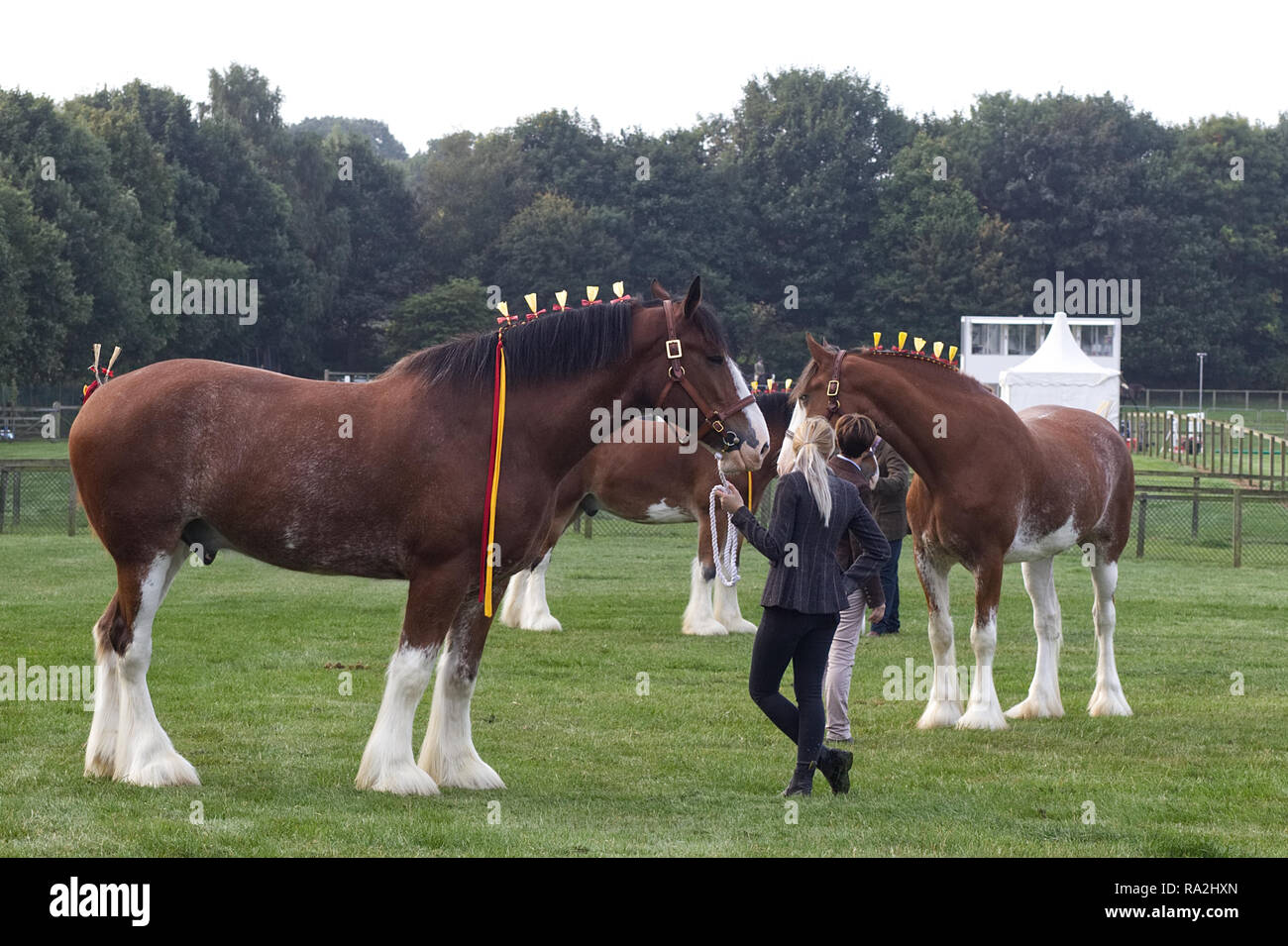 Clydesdale Pferde in sammeln Ring in der Hand gezeigt werden. Stockfoto