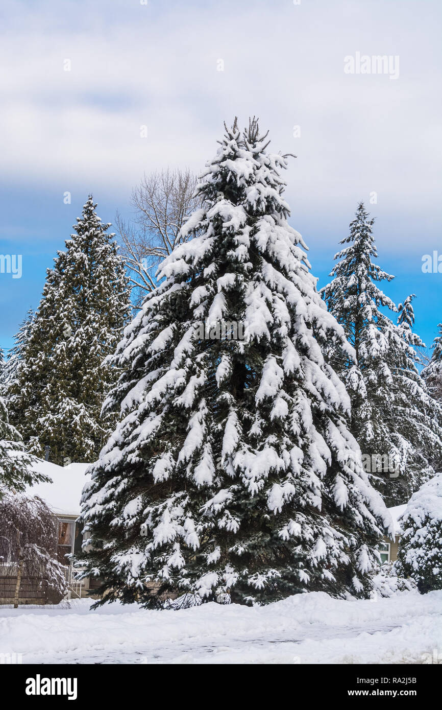 Große Tanne Baum im Schnee vor einem Haus in der Wintersaison Stockfoto