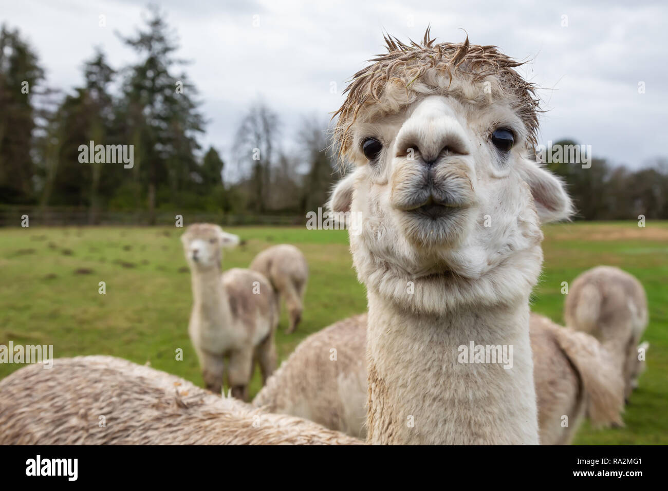 Alpaka in einer Farm bei einem bewölkten Tag. Stockfoto