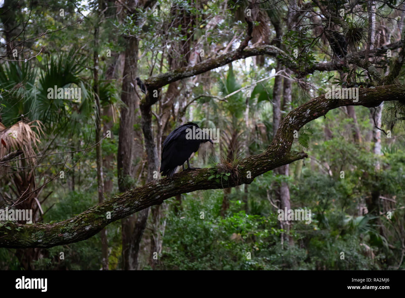 Schwarze Geier sitzen auf einem Baum. In Chassahowitzka River, westlich von Orlando, Florida, USA. Stockfoto