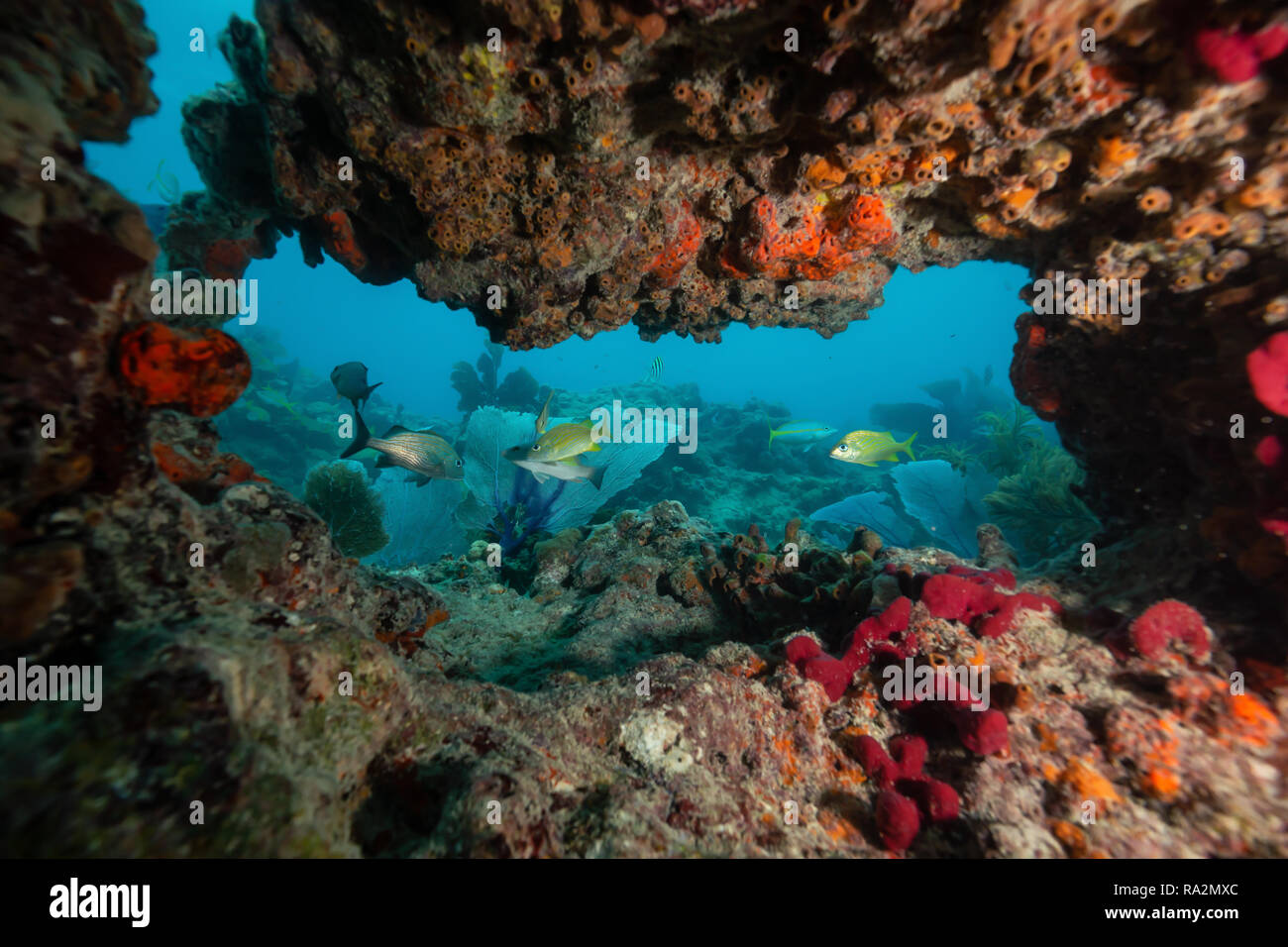 Wunderschöne Korallenriffe in den Atlantischen Ozean. In der Nähe von Key  West, Florida, United States Stockfotografie - Alamy