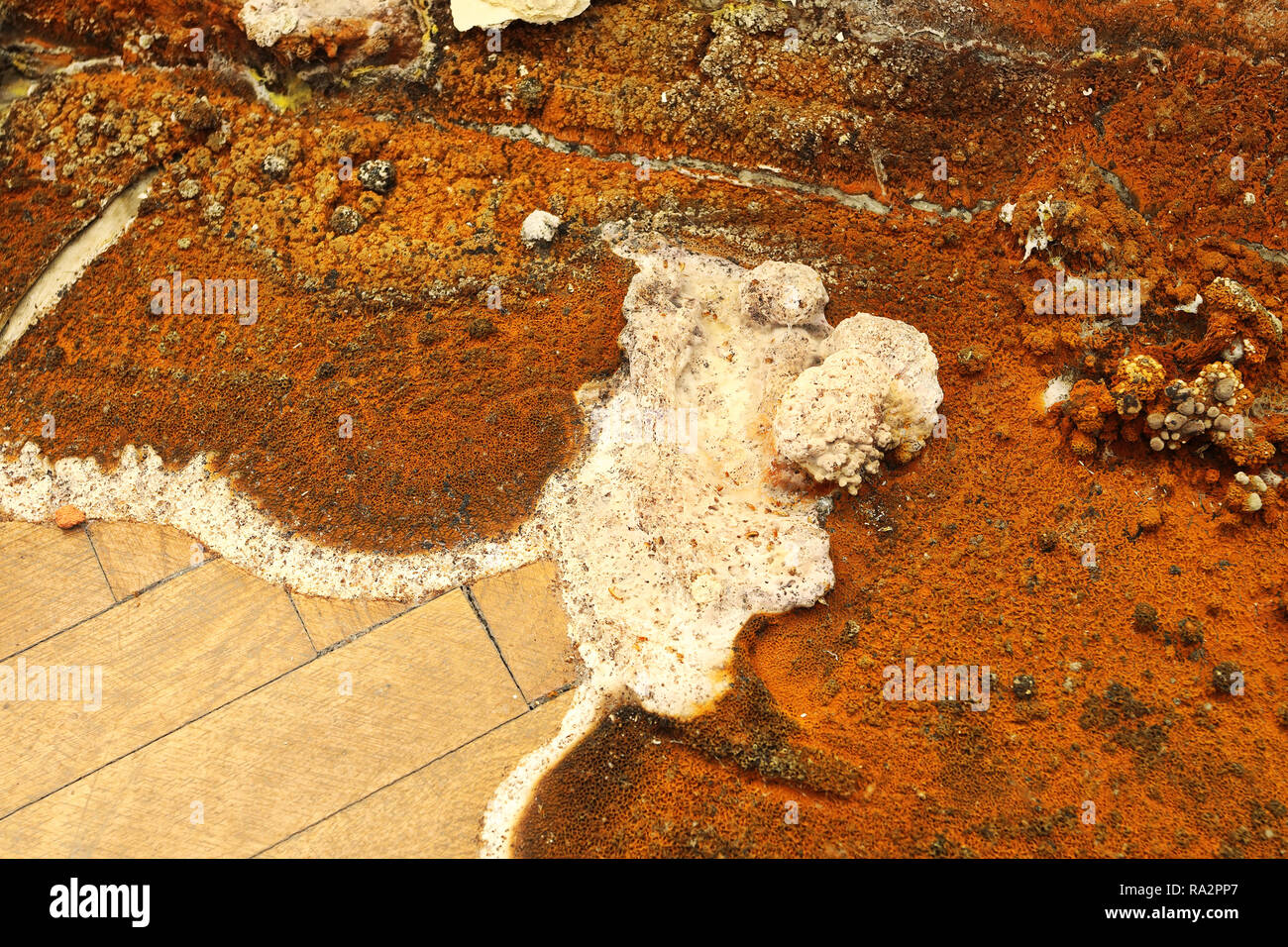 Nahaufnahme von hausschwamm Fruchtkörper (Serpula lacrymans syn Merulius lacrymans) Stockfoto