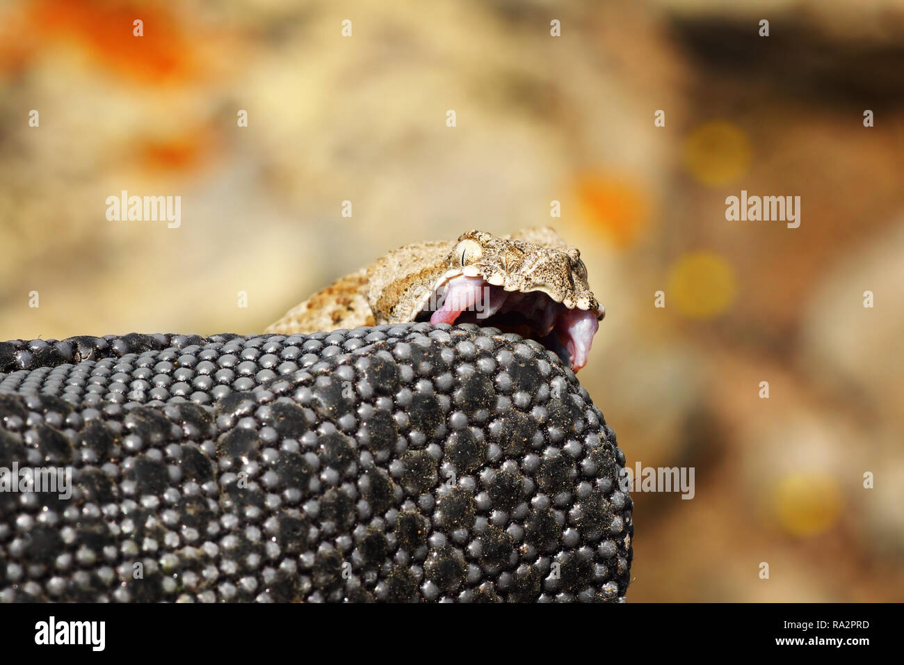 Gefährliche milos Viper beißen auf herpetologe Handschuh (Macrovipera lebetina Wegen) Stockfoto
