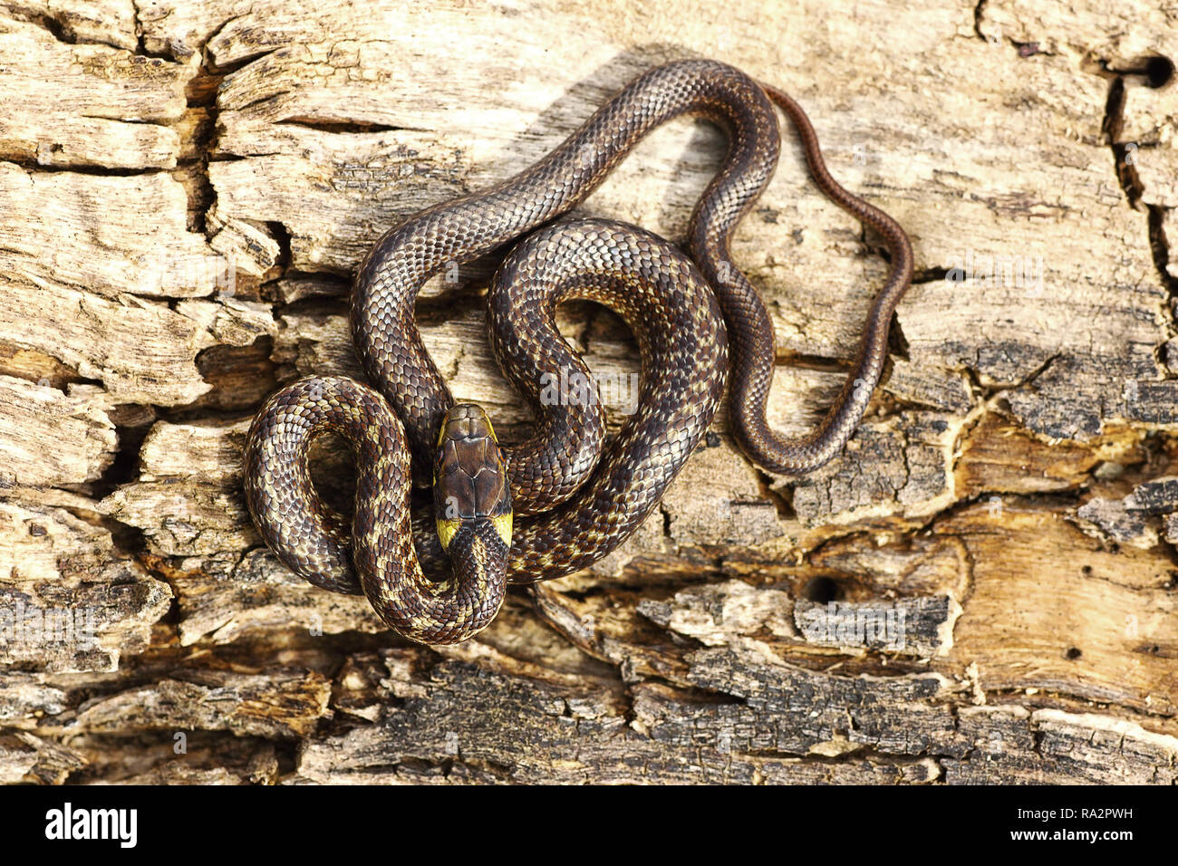 Volle Länge juveline aesculapian Snake basking auf Holz stumpf (Zamenis longissimus) Stockfoto