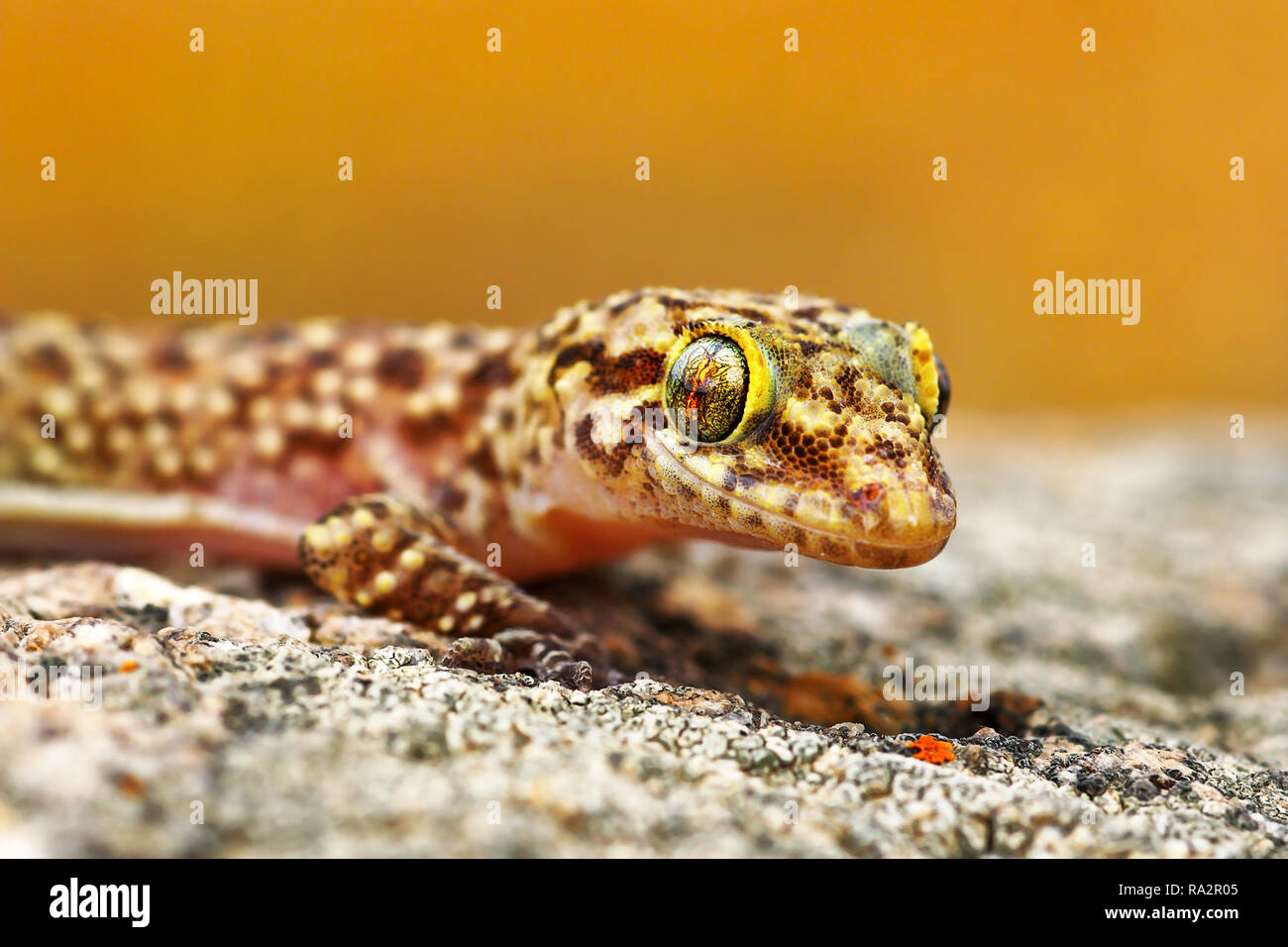 Hemidactylus turcicus oder Mediterranes Haus Gecko, Portrait von Reptil Basking in Fels Stockfoto