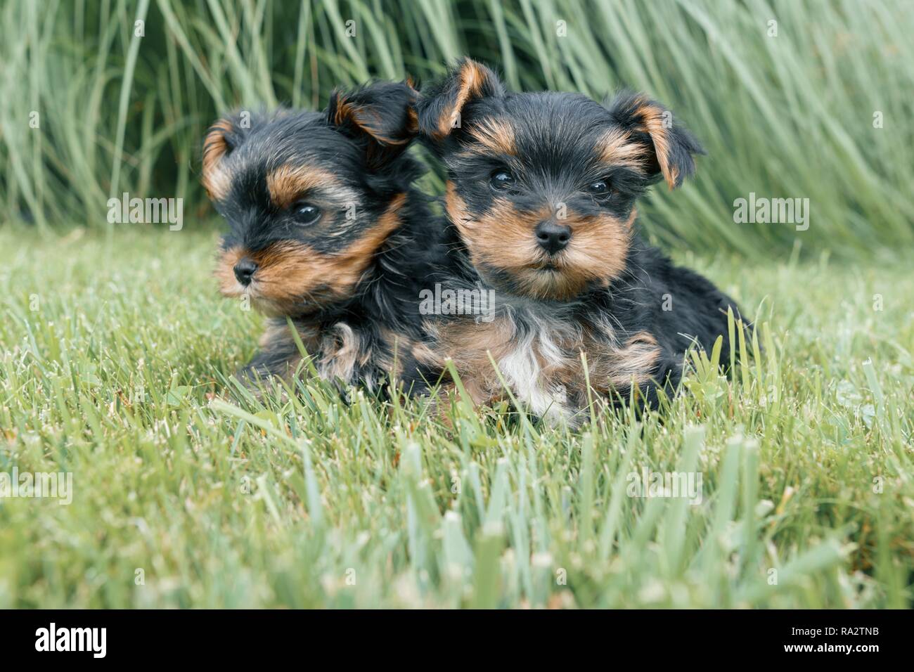 Zwei kleine Yorkshire Terrier Welpen in der Natur stellen. Hunde sitzen auf grünen Rasen, in die Kamera schaut, close-up. Stockfoto