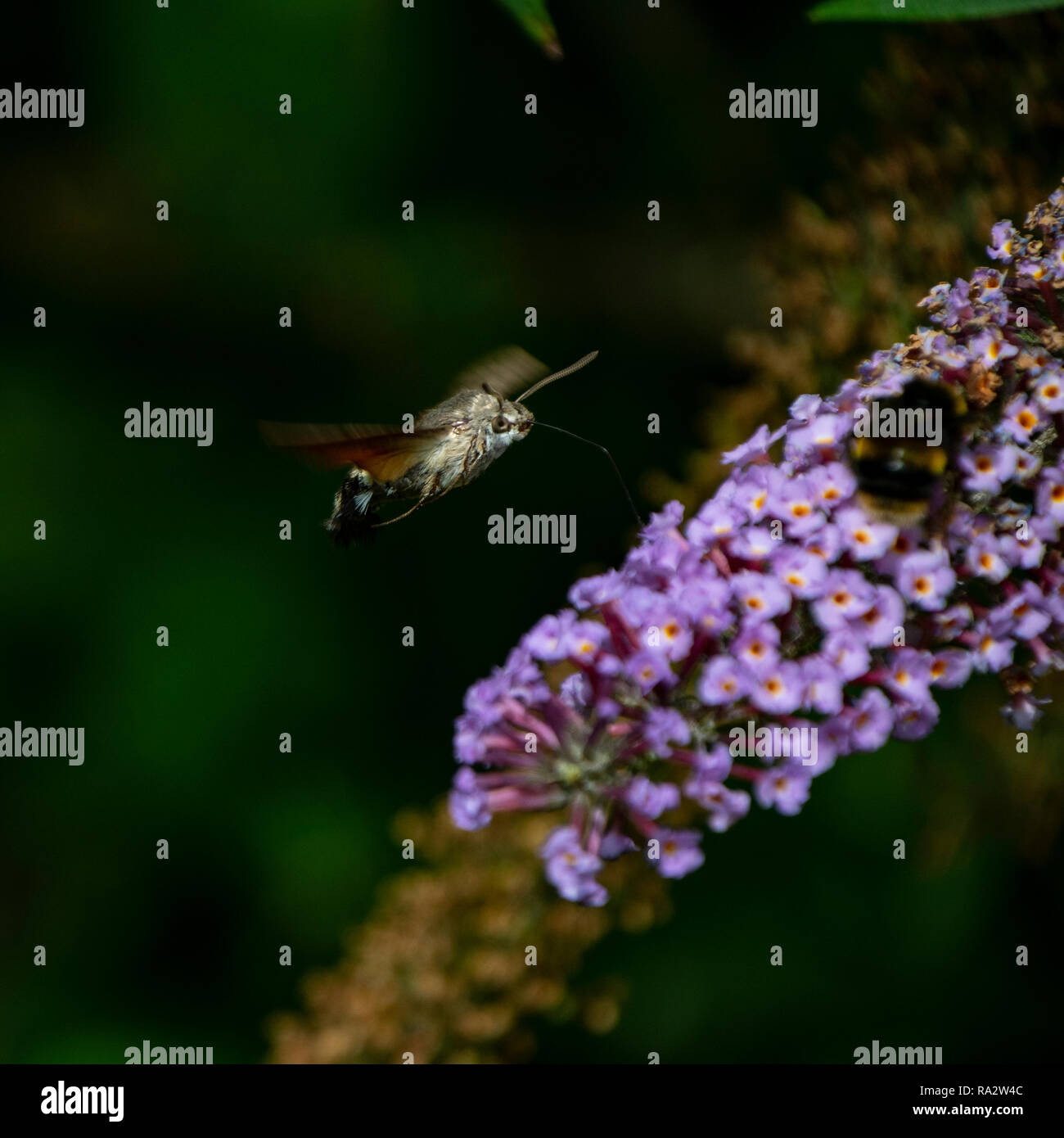 Kolibri-Hawk-Moth Stockfoto