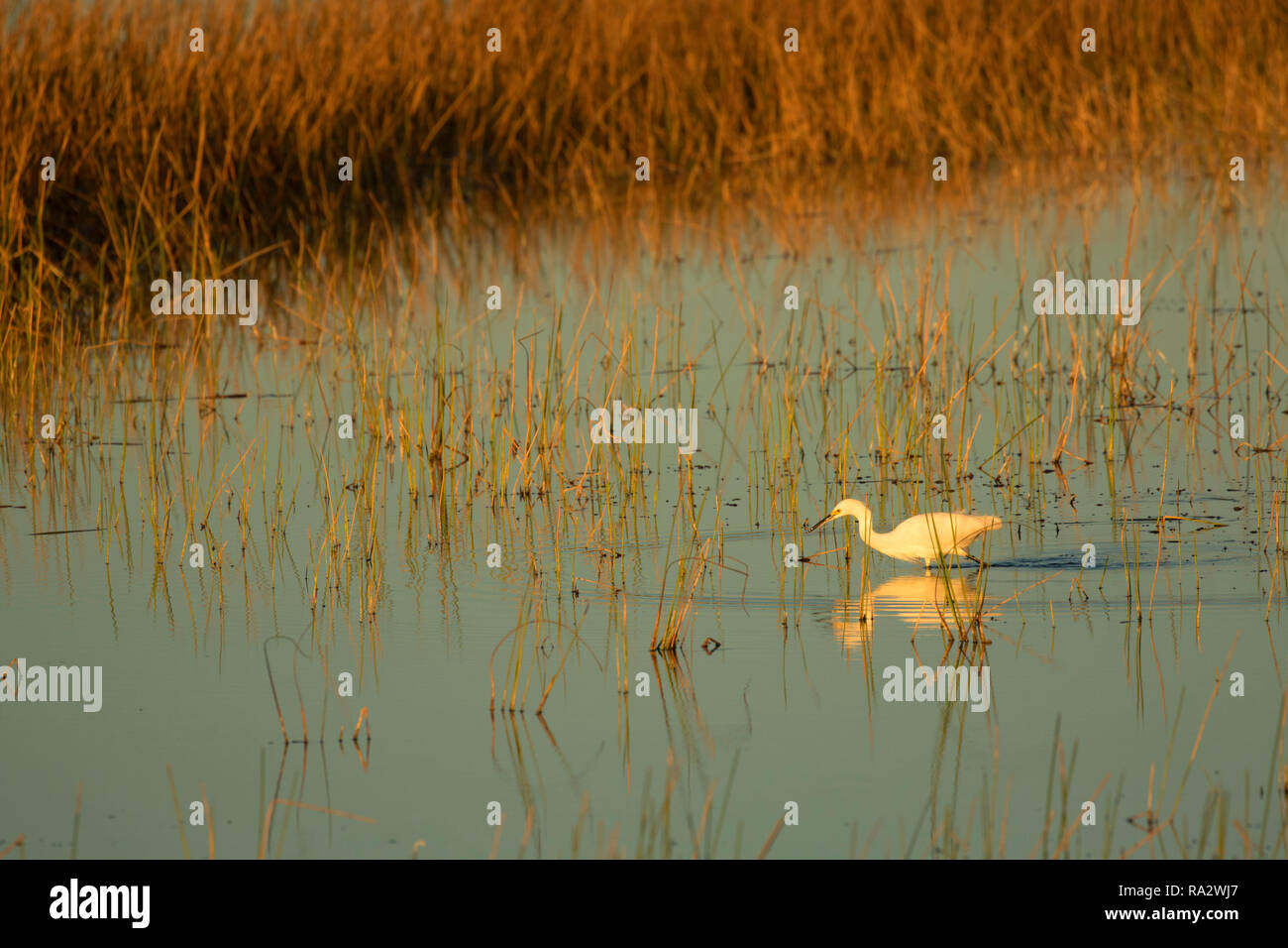 Snowy Egret (Egretta thula), Wellington Umwelt bewahren am Marjory Stoneman Douglas Everglades Lebensraum, Wellington, Florida Stockfoto