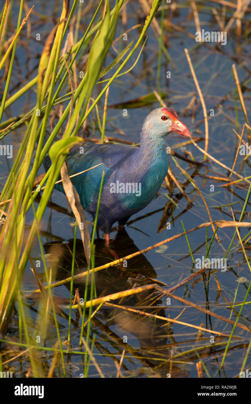 Purple gallinule (Porphyrio martinicus), Wellington Umwelt bewahren am Marjory Stoneman Douglas Everglades Lebensraum, Wellington, Florida Stockfoto