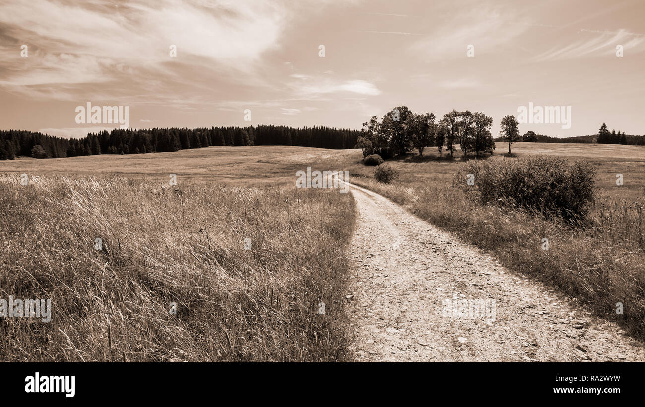 Piste und Gruppe von Laubbäumen in ländlichen Landschaft. Natürliche Szene. Off-road-Pfad unter Sommer Himmel. Gras, Wiese, Feld und Wald. Braun Tönen. Stockfoto