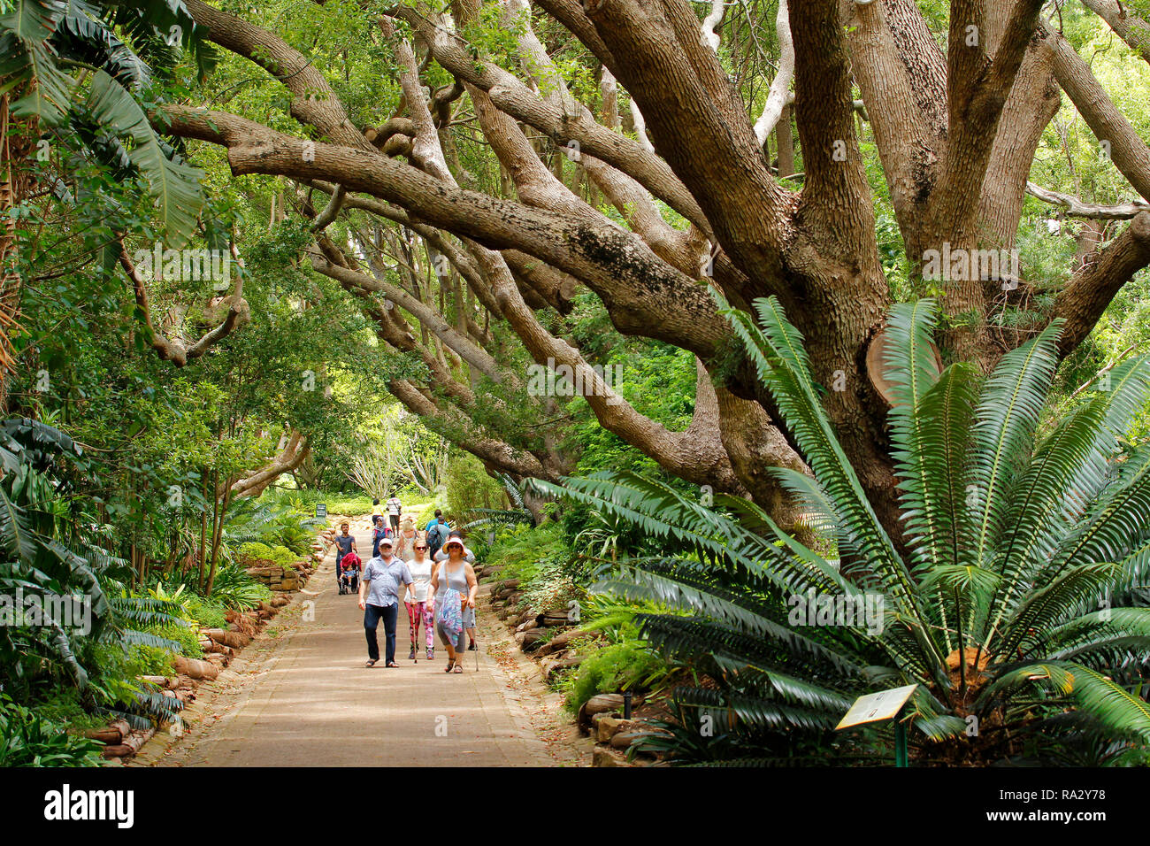 Besucher, die zu Fuss Kampfer Avenue in Kirstenbosch National Botanical Garden in Kapstadt. Stockfoto