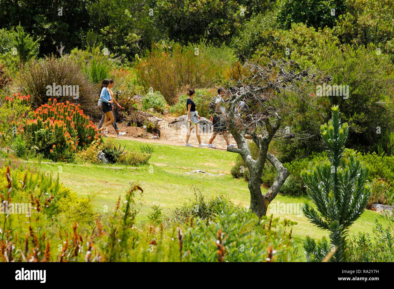 Die Besucher gehen durch eine der Gegenden in Kirstenbosch National Botanical Garden in Kapstadt, Western Cape, Südafrika. Stockfoto