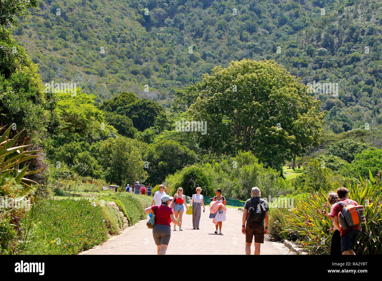 Ein schöner Sommertag in Kirstenbosch National Botanical Garden in Kapstadt, Western Cape, Südafrika. Stockfoto