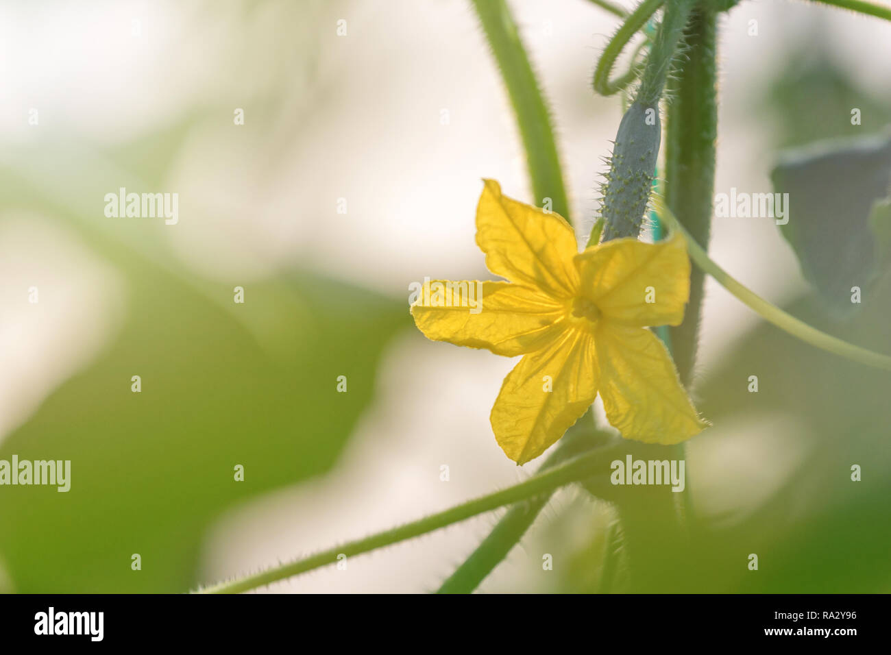 Gurkenblüte junge frische Bio Gemüse Stockfoto