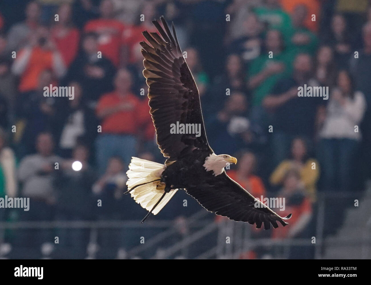 Arlington, Texas, USA. 29 Dez, 2018. Adler fliegen rund um das Stadion vor dem Goodyear Baumwollschüssel Klassiker zwischen Norte Dame vs Clemson bei AT&T Stadium, Arlington Texas. 12/29/2018. Manny Flores/Cal Sport Media. Credit: Cal Sport Media/Alamy leben Nachrichten Stockfoto