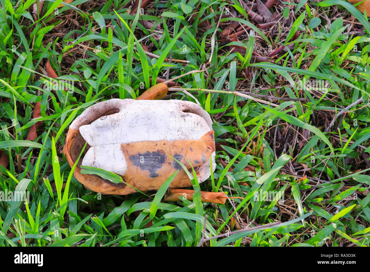Kadaver eines Schildkröte Reptil auf Gras Stockfoto